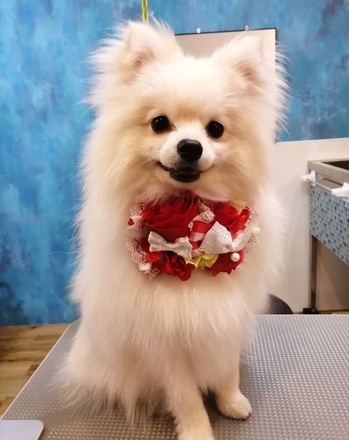 f:id:dogsalon-oluolu:20210510093146j:plain