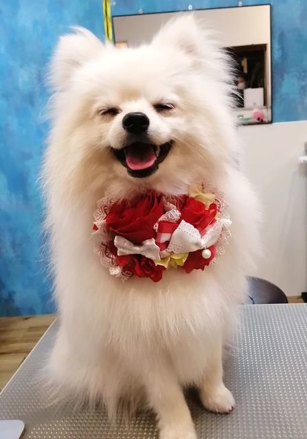 f:id:dogsalon-oluolu:20210510093209j:plain
