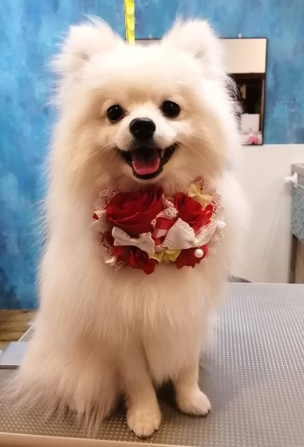 f:id:dogsalon-oluolu:20210510093227j:plain