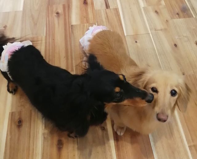 f:id:dogsalon-oluolu:20210516074331j:plain