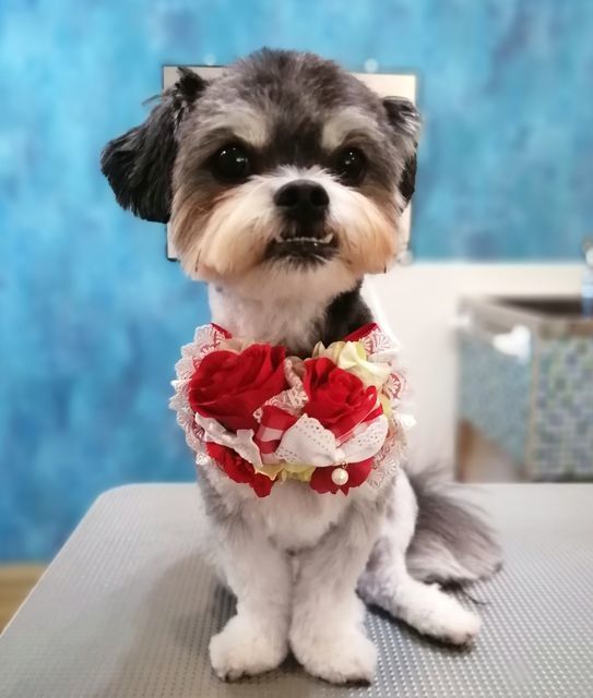 f:id:dogsalon-oluolu:20210516074414j:plain