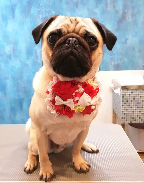 f:id:dogsalon-oluolu:20210516074432j:plain