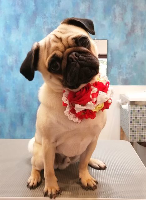 f:id:dogsalon-oluolu:20210516074452j:plain