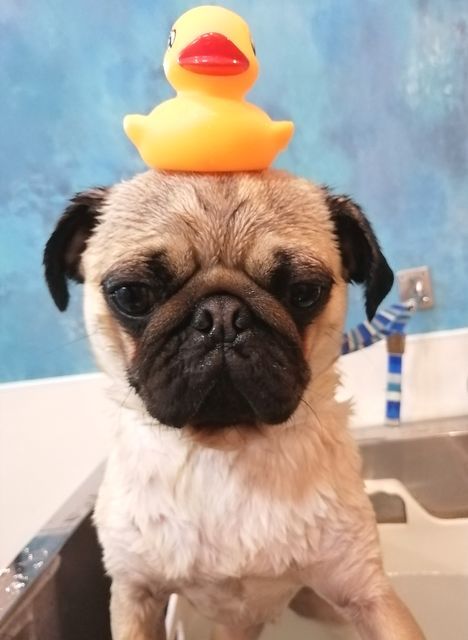 f:id:dogsalon-oluolu:20210516074509j:plain