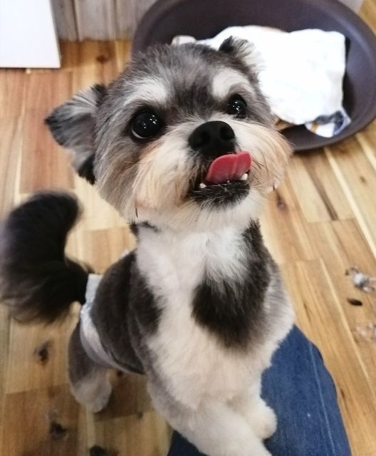 f:id:dogsalon-oluolu:20210516081032j:plain