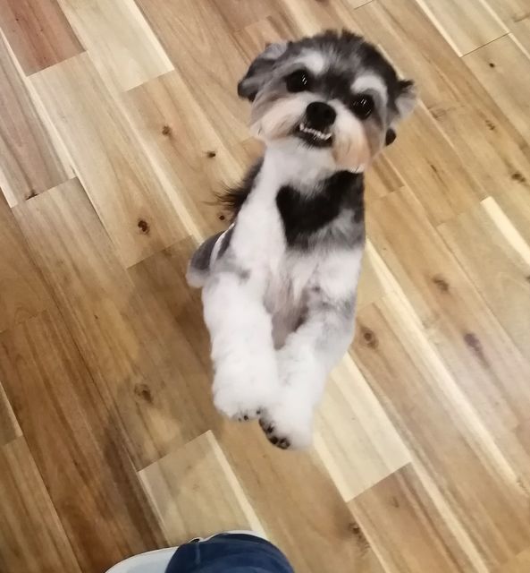 f:id:dogsalon-oluolu:20210516081159j:plain