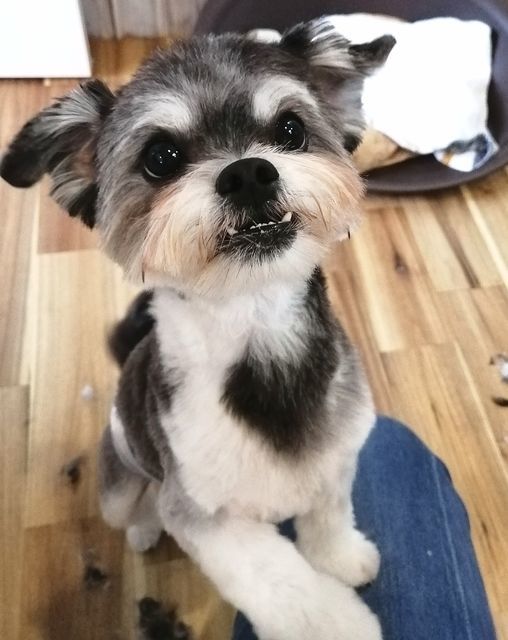 f:id:dogsalon-oluolu:20210516081216j:plain