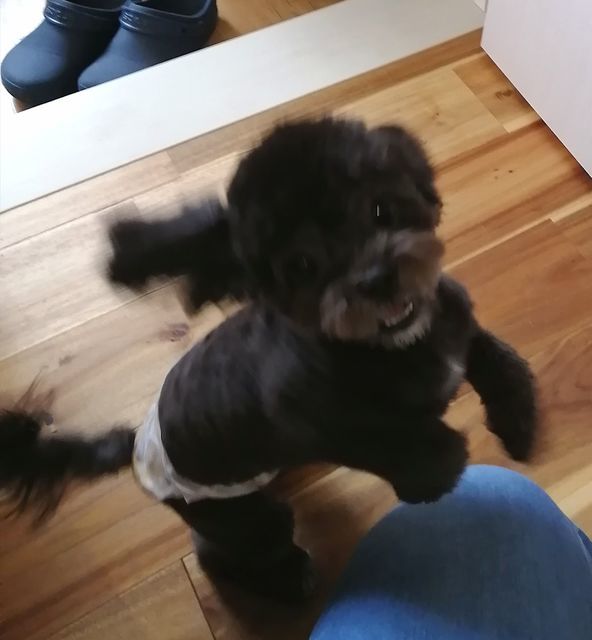 f:id:dogsalon-oluolu:20210517004809j:plain
