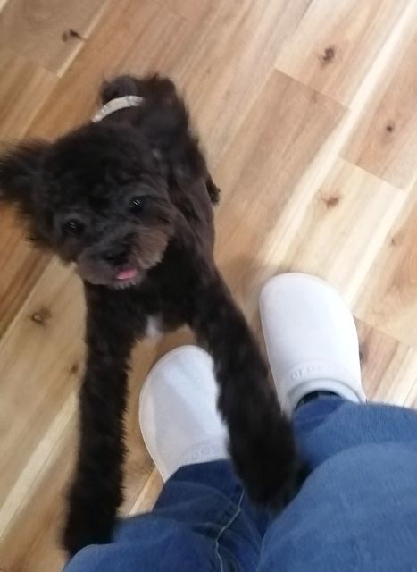 f:id:dogsalon-oluolu:20210517004820j:plain