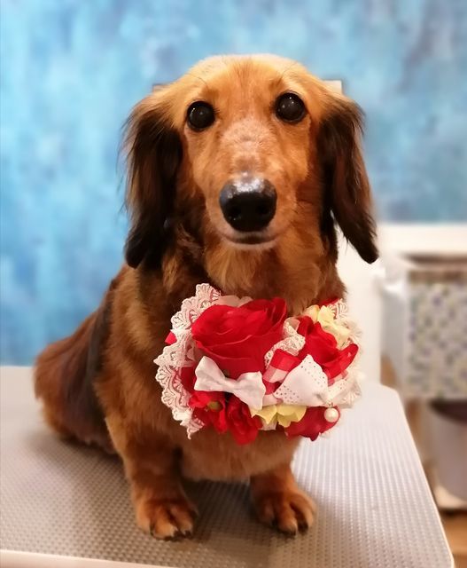 f:id:dogsalon-oluolu:20210518010655j:plain