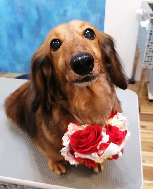 f:id:dogsalon-oluolu:20210518010707j:plain