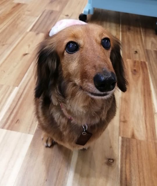 f:id:dogsalon-oluolu:20210518010725j:plain