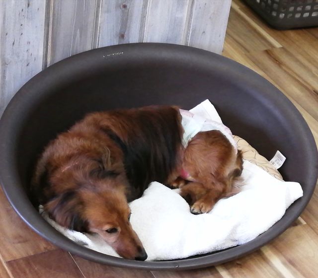 f:id:dogsalon-oluolu:20210518010737j:plain