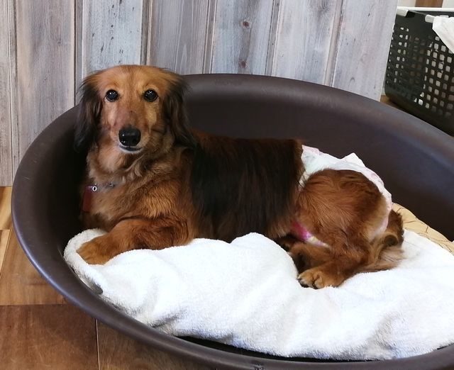 f:id:dogsalon-oluolu:20210518010748j:plain