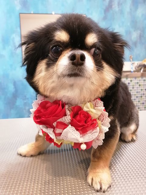 f:id:dogsalon-oluolu:20210521004803j:plain
