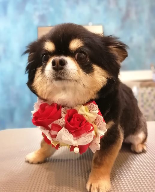 f:id:dogsalon-oluolu:20210521004823j:plain