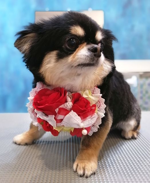 f:id:dogsalon-oluolu:20210521004837j:plain