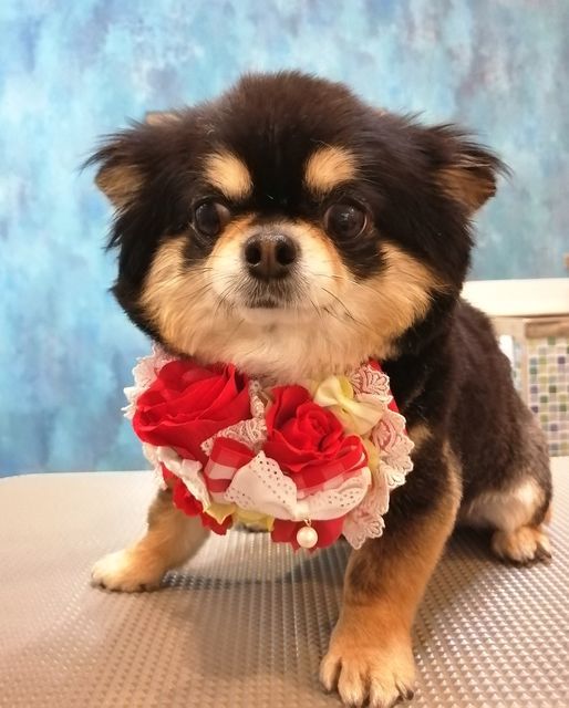 f:id:dogsalon-oluolu:20210521004847j:plain