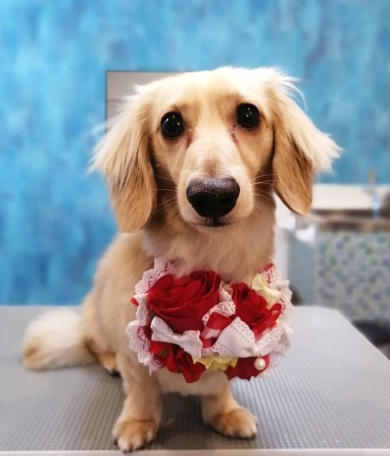f:id:dogsalon-oluolu:20210522131310j:plain