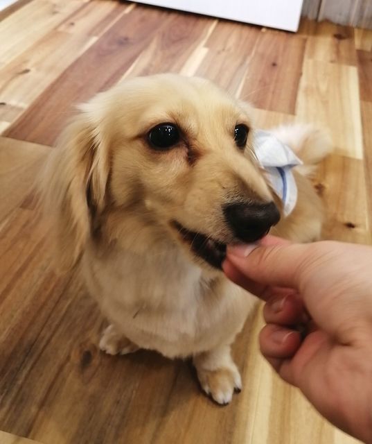 f:id:dogsalon-oluolu:20210522131419j:plain