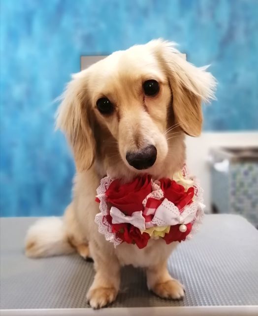 f:id:dogsalon-oluolu:20210522131436j:plain