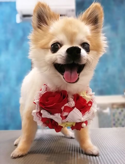 f:id:dogsalon-oluolu:20210522203437j:plain