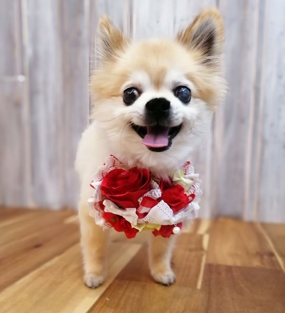 f:id:dogsalon-oluolu:20210522203506j:plain