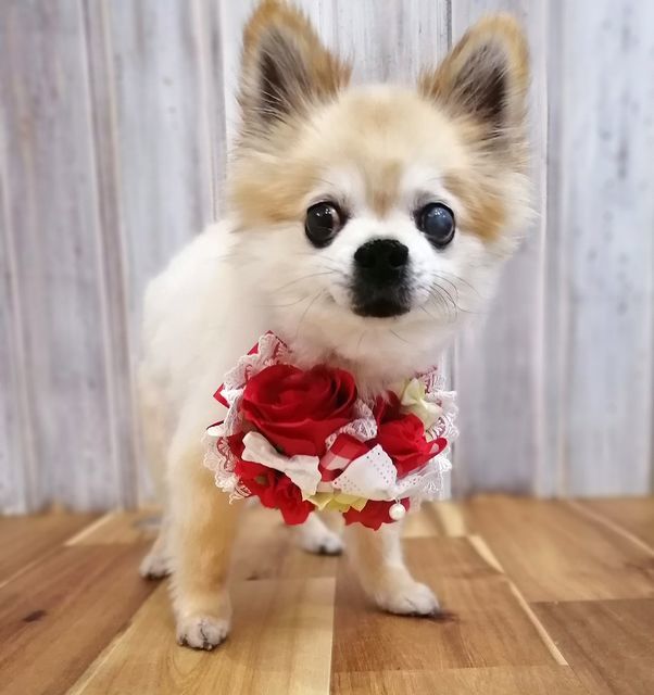 f:id:dogsalon-oluolu:20210522203522j:plain