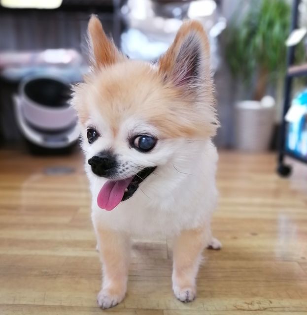 f:id:dogsalon-oluolu:20210522203537j:plain