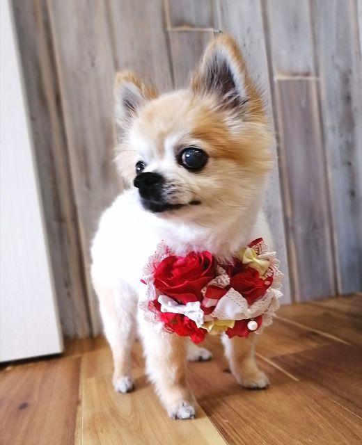 f:id:dogsalon-oluolu:20210522203555j:plain