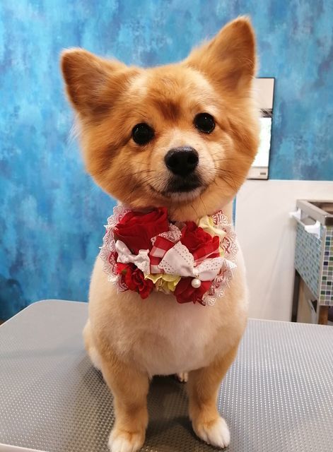 f:id:dogsalon-oluolu:20210522203627j:plain