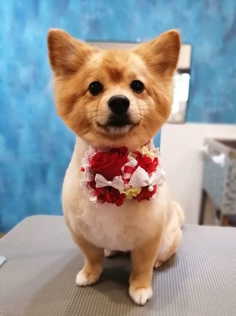 f:id:dogsalon-oluolu:20210522203656j:plain