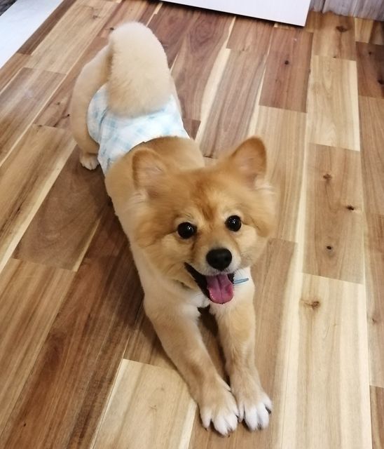 f:id:dogsalon-oluolu:20210522203723j:plain