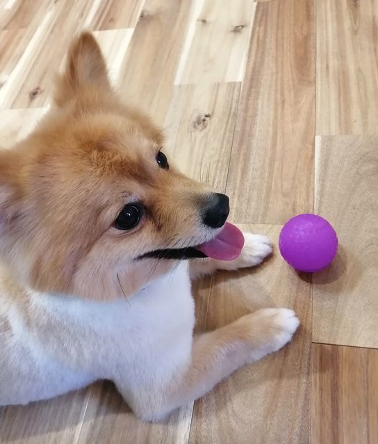 f:id:dogsalon-oluolu:20210522203750j:plain