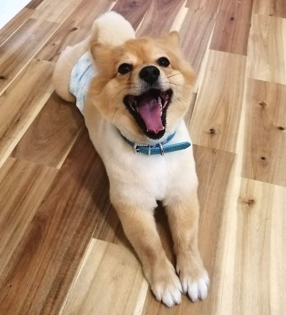 f:id:dogsalon-oluolu:20210522203820j:plain