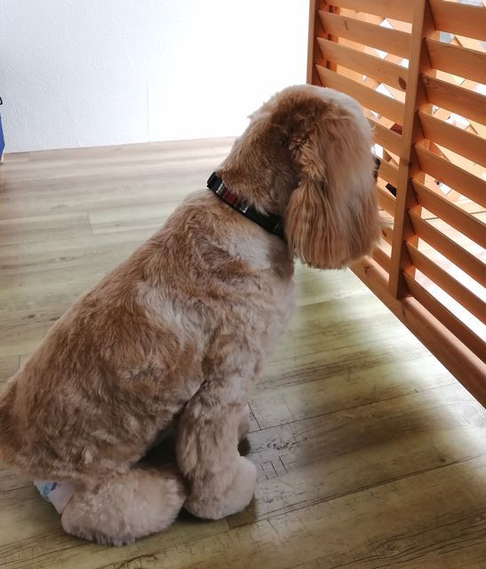 f:id:dogsalon-oluolu:20210526114314j:plain