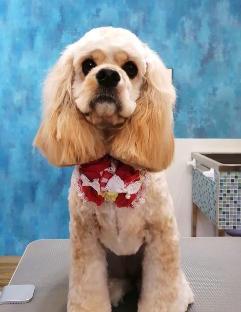 f:id:dogsalon-oluolu:20210526114330j:plain