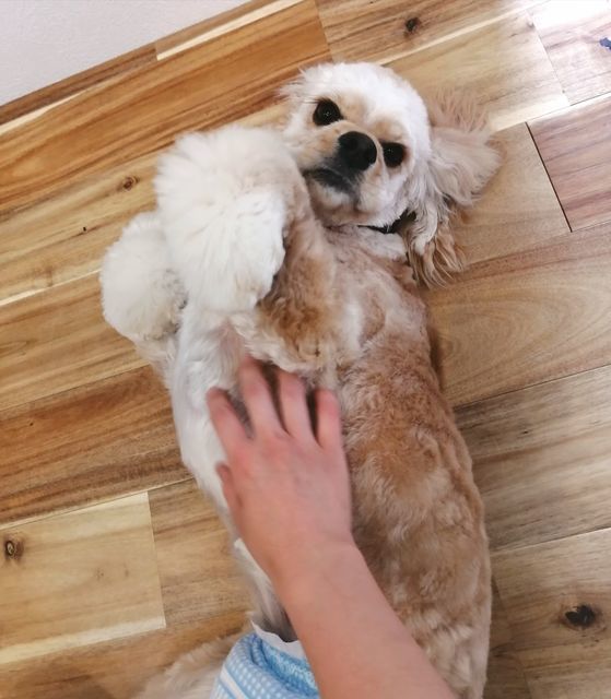 f:id:dogsalon-oluolu:20210526114411j:plain