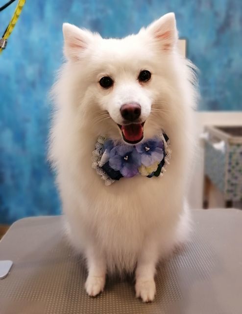 f:id:dogsalon-oluolu:20210607094710j:plain