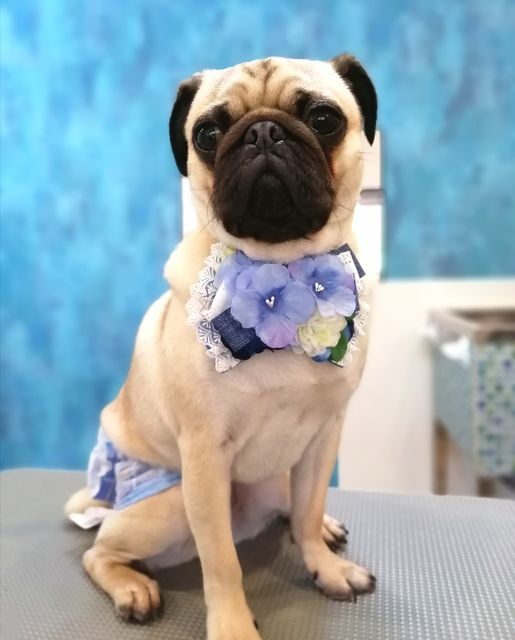 f:id:dogsalon-oluolu:20210613072402j:plain