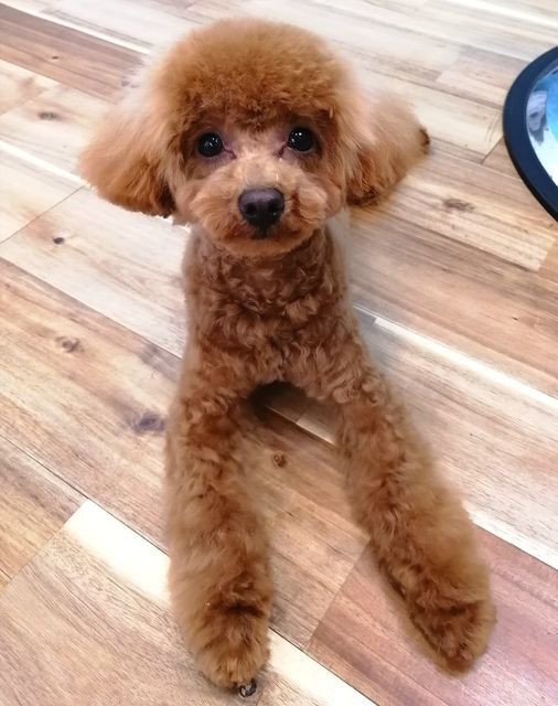 f:id:dogsalon-oluolu:20210620180036j:plain