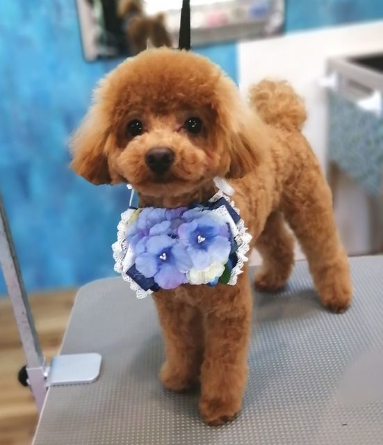 f:id:dogsalon-oluolu:20210620181604j:plain