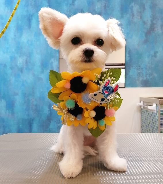 f:id:dogsalon-oluolu:20210704000511j:plain