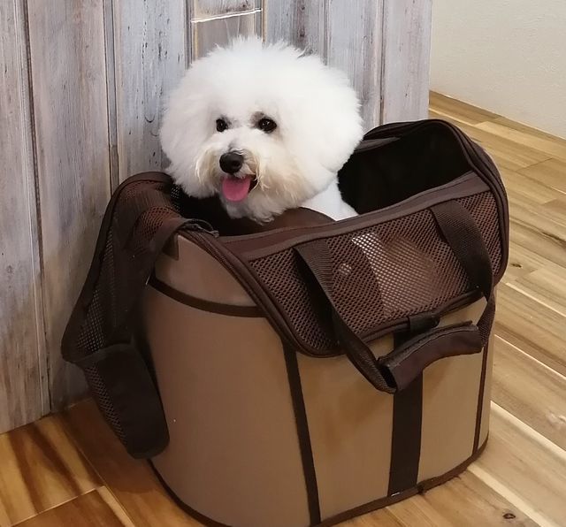 f:id:dogsalon-oluolu:20210904000355j:plain