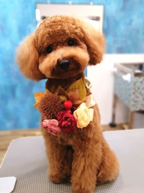 f:id:dogsalon-oluolu:20210904000403j:plain