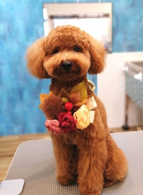 f:id:dogsalon-oluolu:20210904000413j:plain