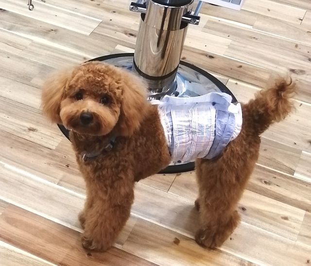 f:id:dogsalon-oluolu:20210904000441j:plain