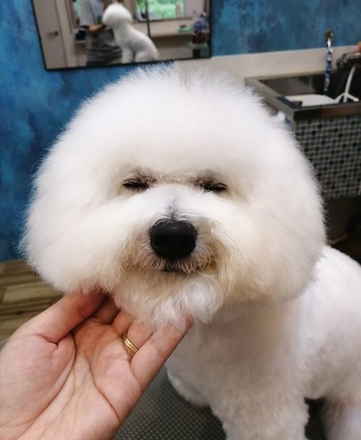 f:id:dogsalon-oluolu:20210904000459j:plain