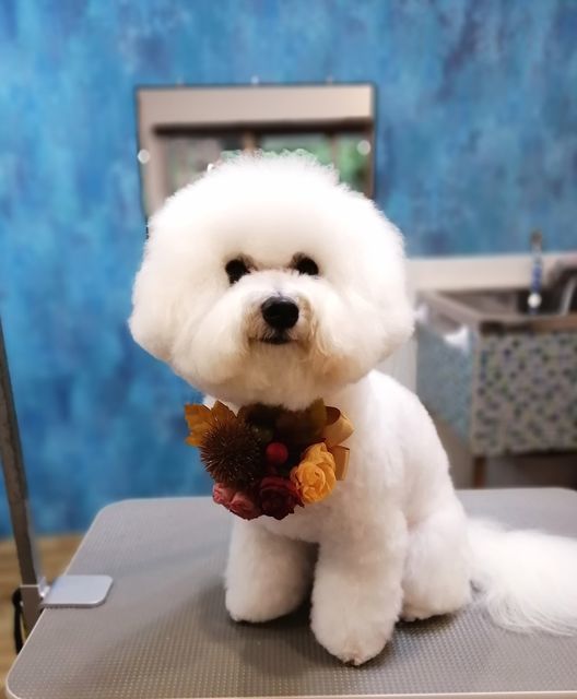 f:id:dogsalon-oluolu:20210904000524j:plain