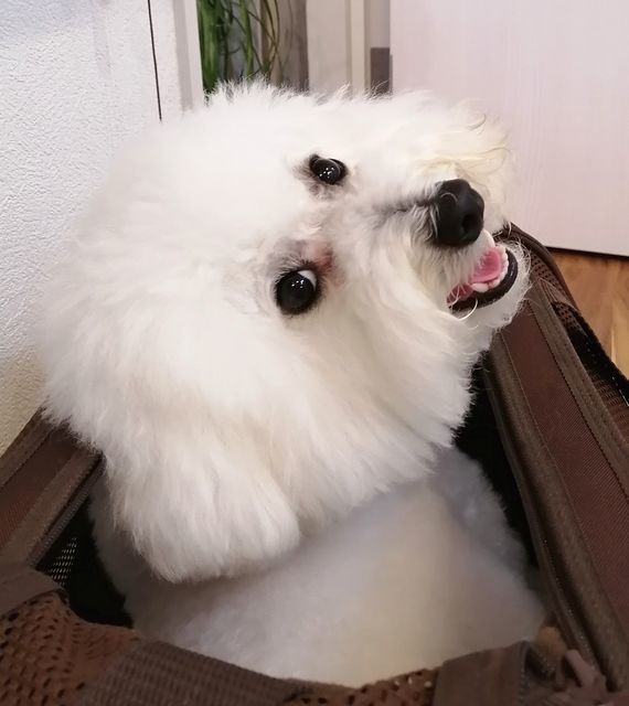 f:id:dogsalon-oluolu:20210904000535j:plain